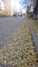Гоняет осень рыжую листву