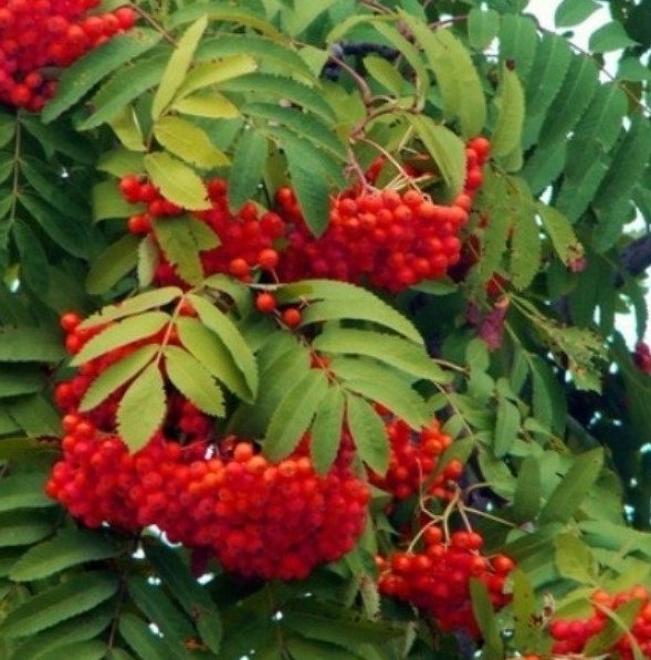 Валентина Солдатова. Стоит рябина за окном Читает автор Валентина Солдатова Валентина Солдатова. Стоит рябина за окном Читает автор Валентина Солдатова