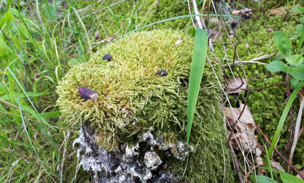 Елена Копытова. Один из лесных чудо-жителей Елена Копытова. Один из лесных чудо-жителей