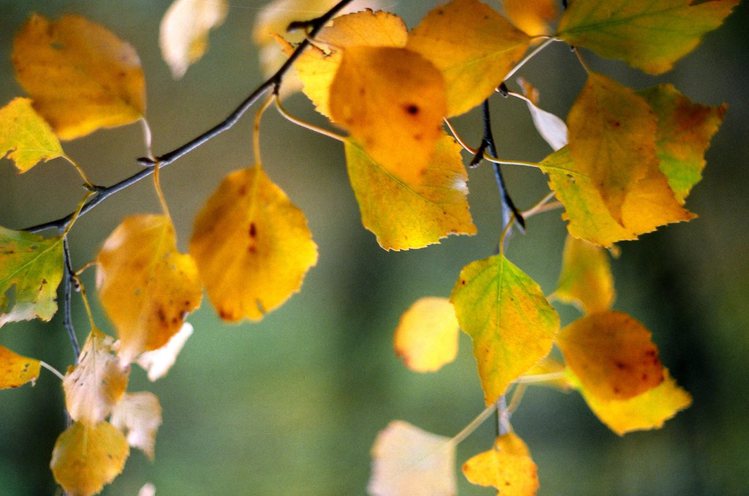 Ирина Вахитова. Улыбка осени Ирина Вахитова. Улыбка осени