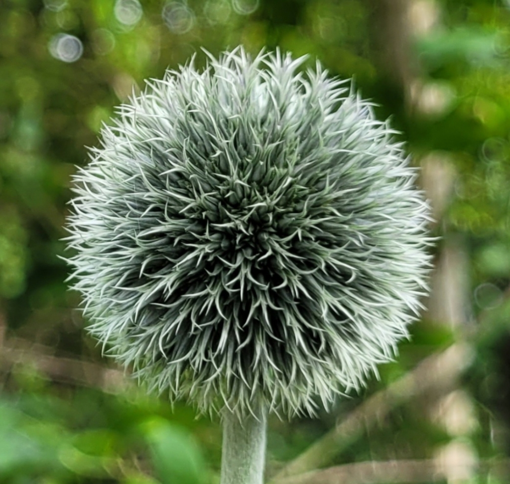 Елена Копытова. Творение дикой Природы Елена Копытова. Творение дикой Природы