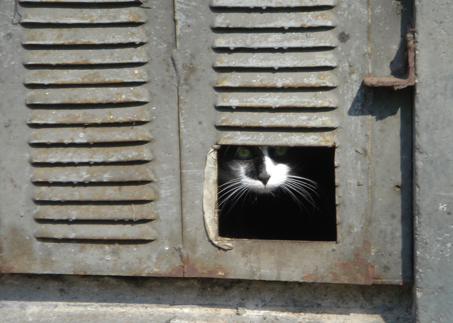 Елена Копытова. Взгляд на мир из окна подвала Елена Копытова. Взгляд на мир из окна подвала