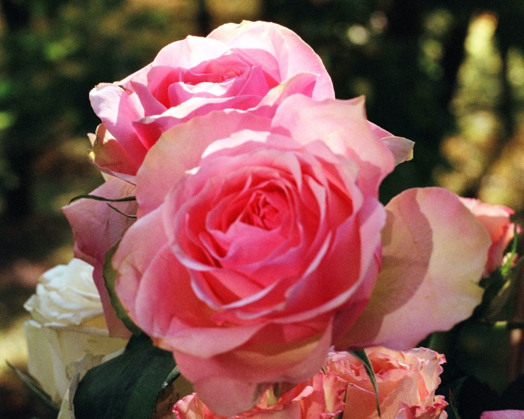 Ирина Вахитова. Как хороши, как свежи были розы Ирина Вахитова. Как хороши, как свежи были розы