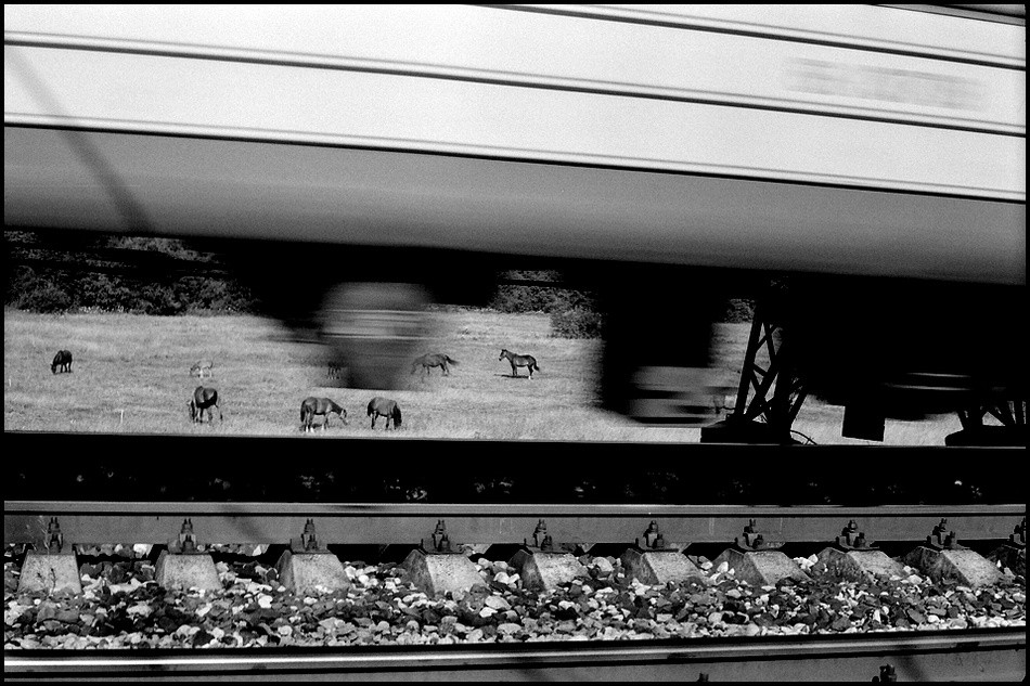Владимир Тюрин. Кони и электричка 2001 год Владимир Тюрин. Кони и электричка 2001 год