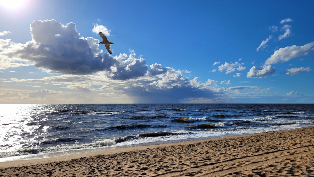 Елена Копытова. Море и морская чайка... Елена Копытова. Море и морская чайка...