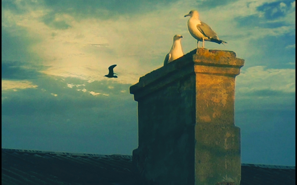 Елена Копытова. Чайки на юрмальской крыше Елена Копытова. Чайки на юрмальской крыше