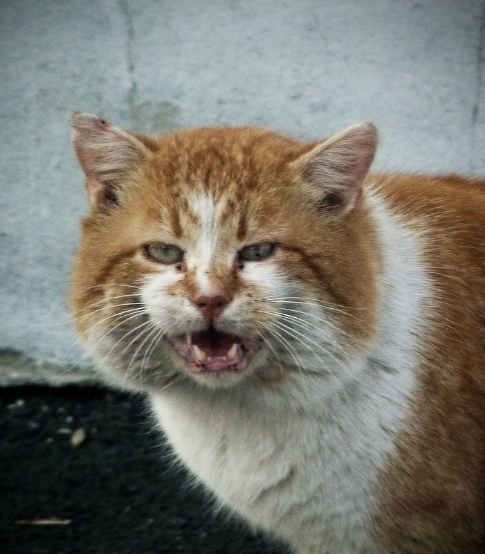 Алёна Асенчик. рыжий кот Алёна Асенчик. рыжий кот