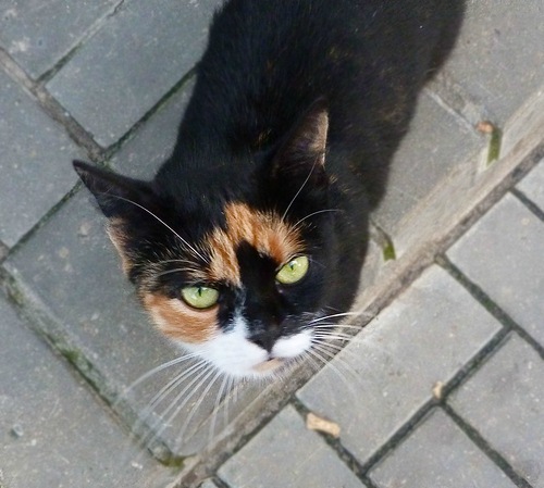 Алёна Асенчик. ты кто? Алёна Асенчик. ты кто?