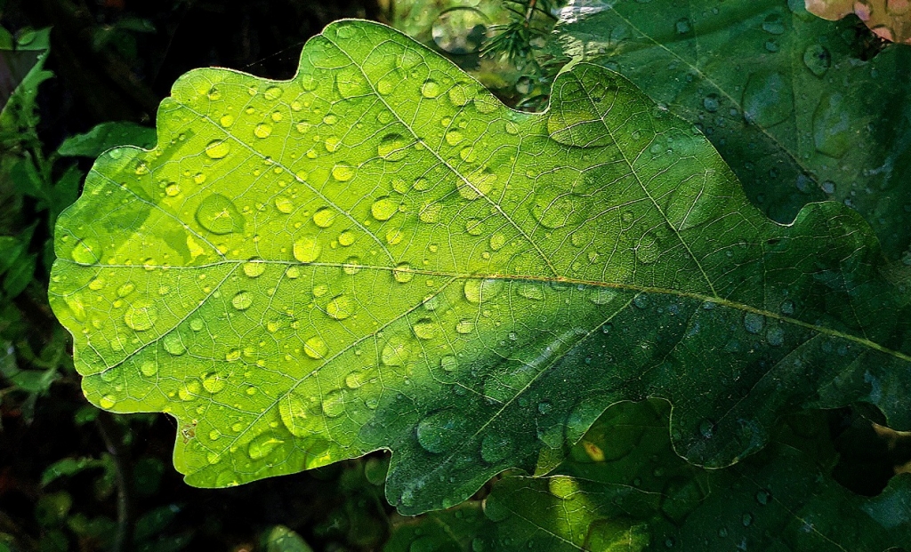 Елена Копытова. После дождя Елена Копытова. После дождя