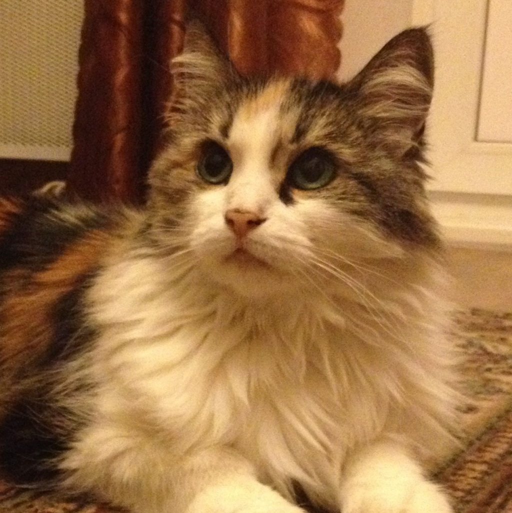 Ирина Копаенко. Не хочу фотографироваться! Ирина Копаенко. Не хочу фотографироваться!