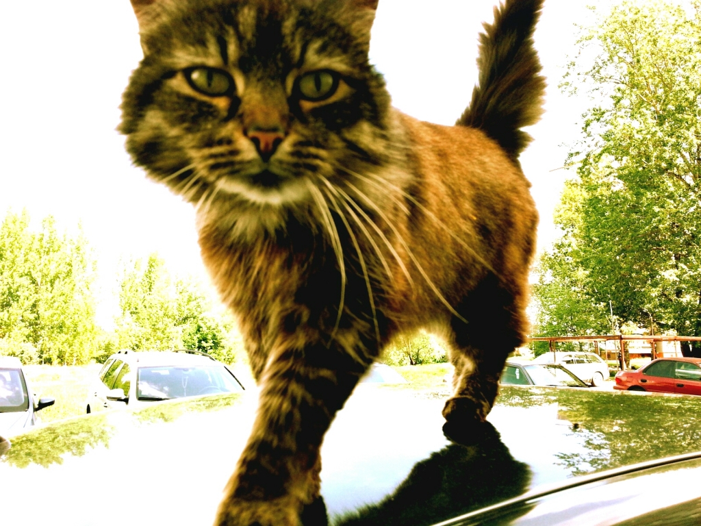 Елена Копытова. Чеширский кот :) Елена Копытова. Чеширский кот :)