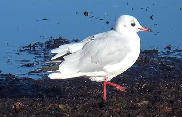Елена Копытова. юрмальская чайка Елена Копытова. юрмальская чайка