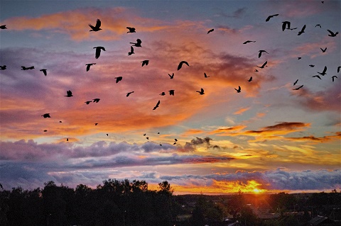 Ольга Альтовская. Накануне. Прелюдия Ольга Альтовская. Накануне. Прелюдия