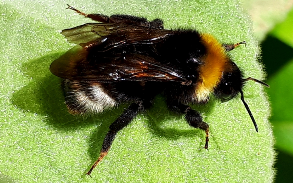 Елена Копытова. Мохнатый шмель... Елена Копытова. Мохнатый шмель...