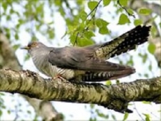 Кукушка музыка, исполнение Вячеслава Стрельцова  Кукушка музыка, исполнение Вячеслава Стрельцова