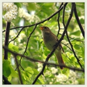 "Далеко за рекой..."на сл. Т.Куташевой "Далеко за рекой..."на сл. Т.Куташевой