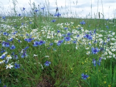 Запах скошенных трав Запах скошенных трав