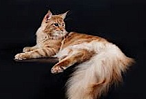 Рассказ Анны Агнич "Рыжий и чёрный" Рассказ Анны Агнич "Рыжий и чёрный"