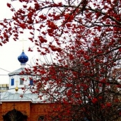 В рябиновом огне В рябиновом огне